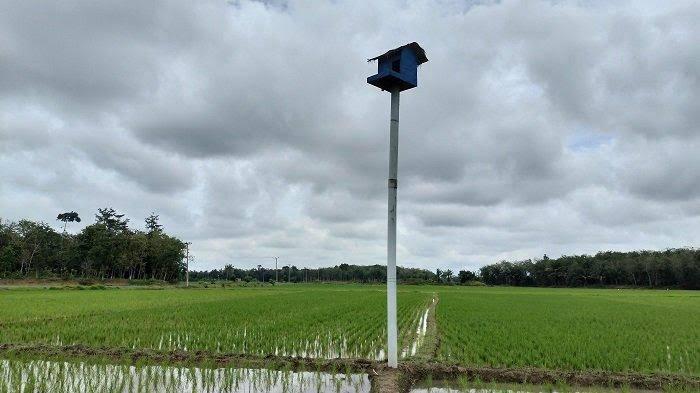 Rumah Burung Hantu di Lokasi Persawahan Teknologi IPHA