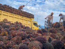 Harga TBS Sawit Riau Naik Rp25,59 per Kilogram
