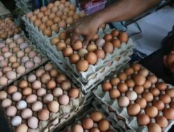 Bapanas Pastikan Ketersediaan Telur Ayam Aman Hingga Lebaran 2026